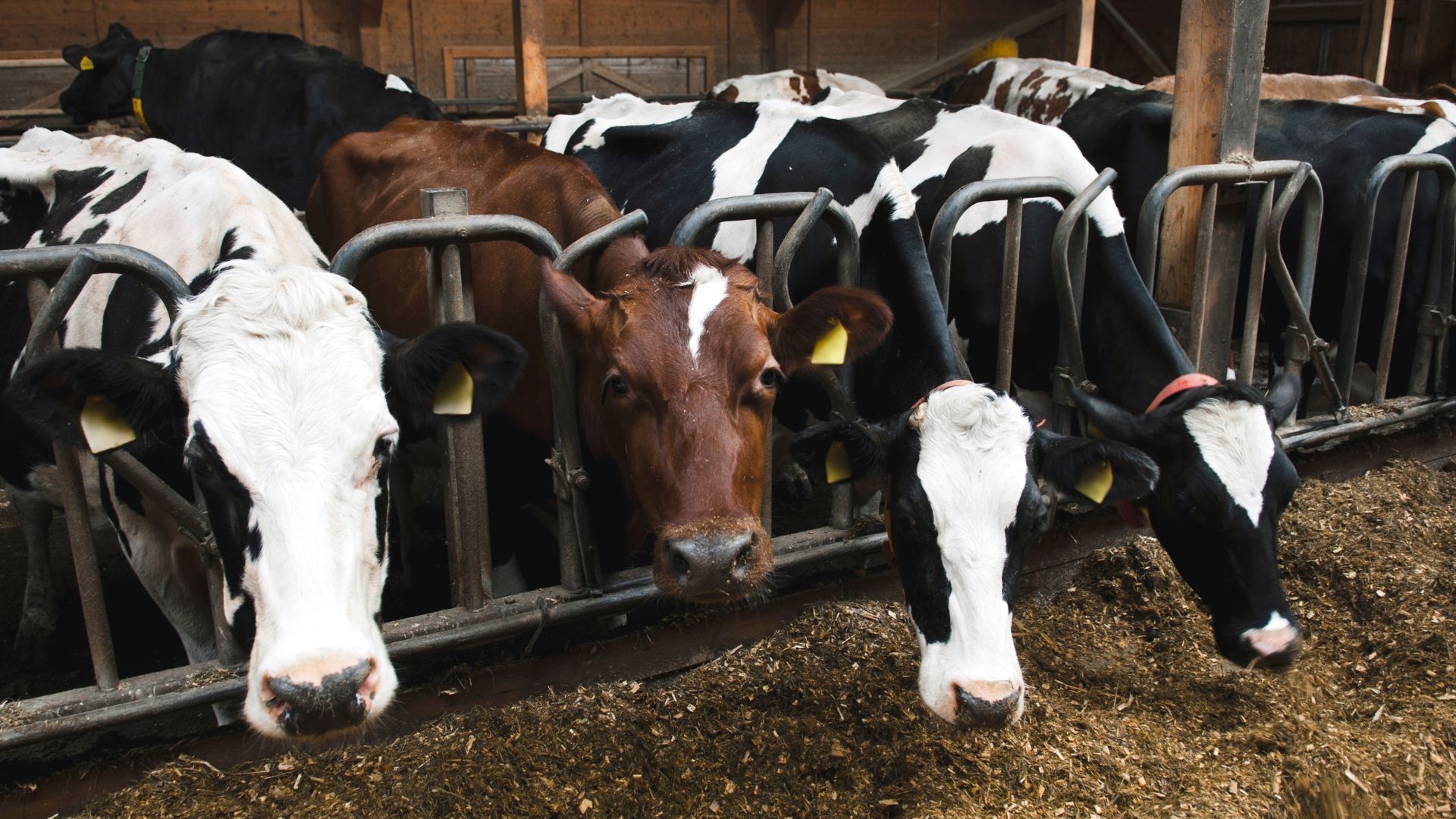 doskonałe pasze dla zwierząt hodowlanych i rolnych