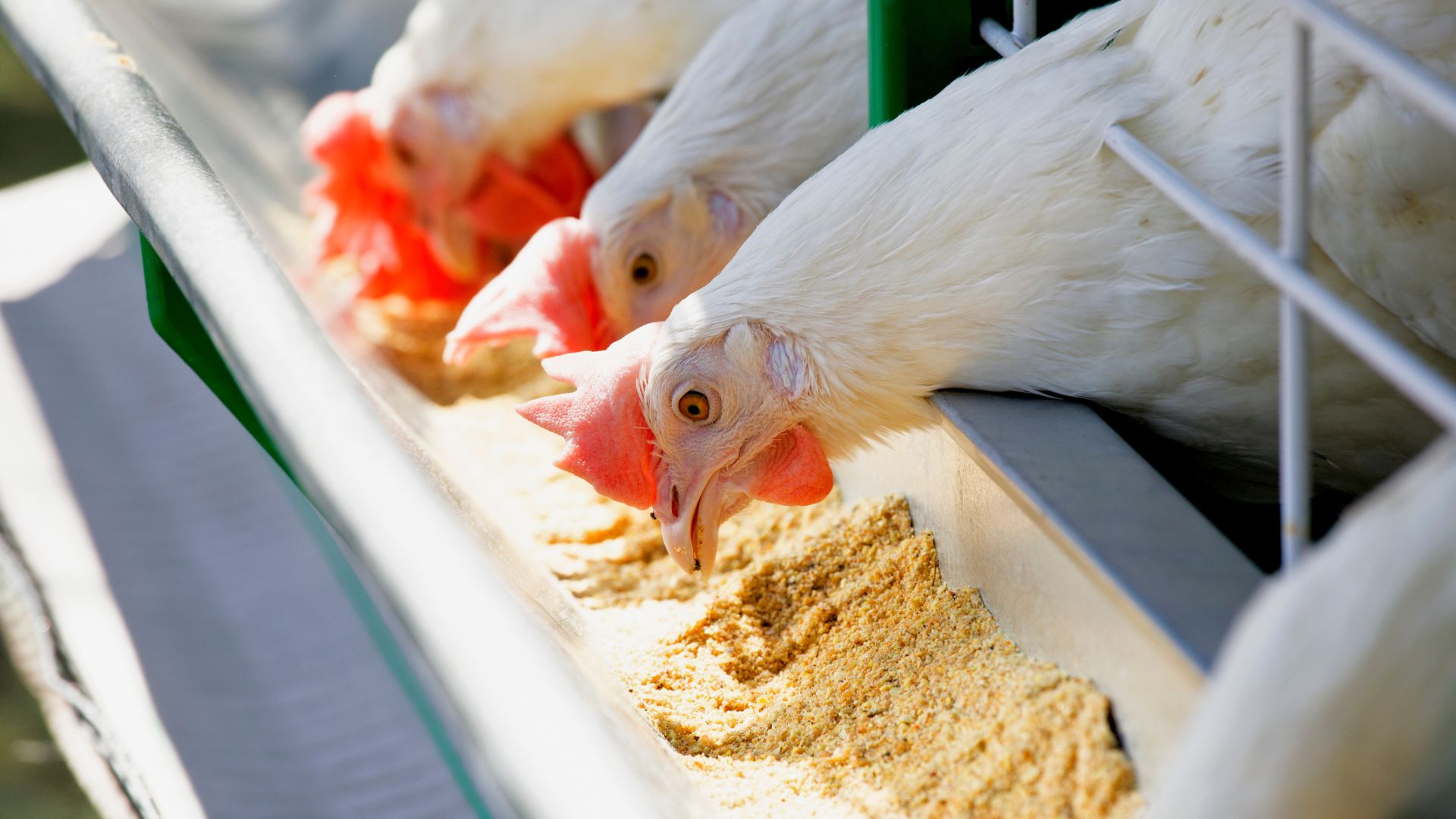 pasza dla kur i drobiu