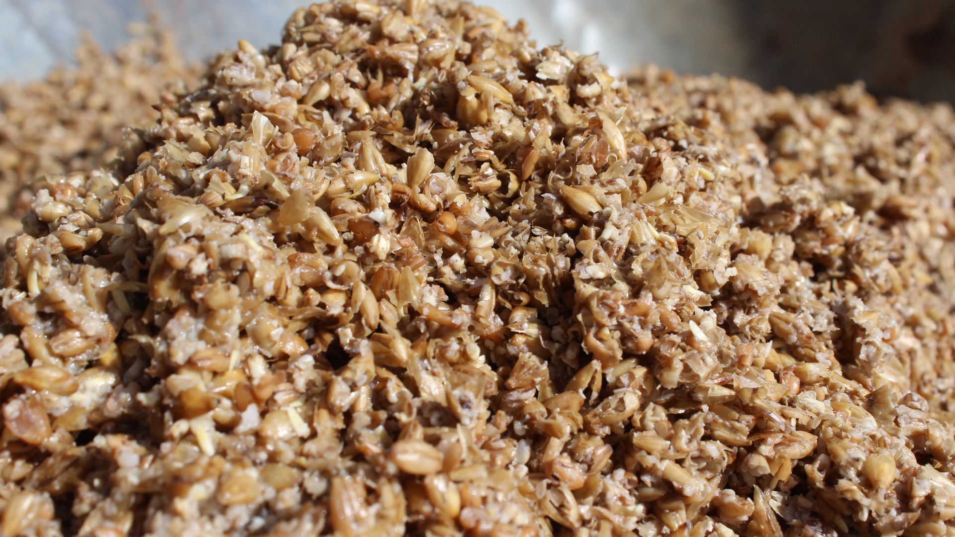 Pasze Wysłodziny browarniane