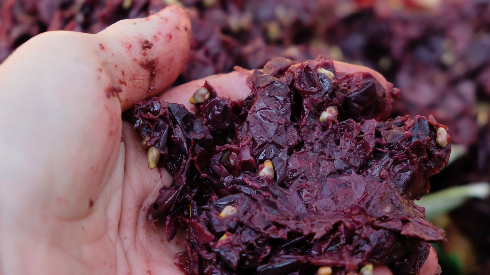 Pasze Wytłoki wiśniowe