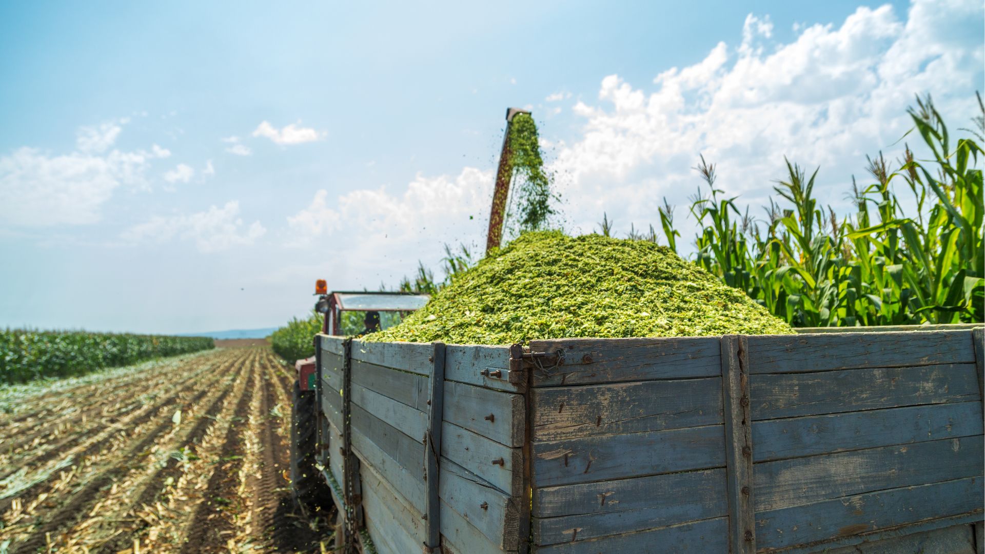 biomasa kiszonka kukurydzy
