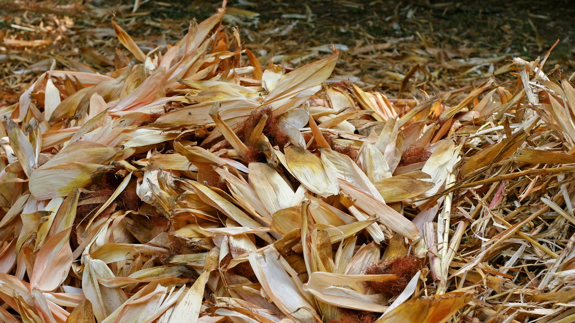 biomasa łupiny zbożowe